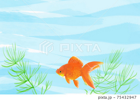水中を金魚が泳いでいる夏イメージのイラストのイラスト素材