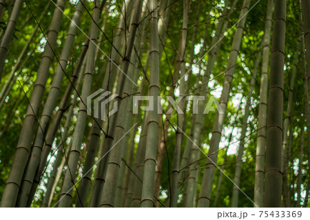 竹の幹 75433369