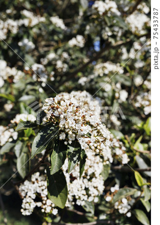 White flowers of viburnum plant 75433787