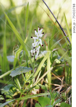 White fumitory flower -fumaria officinalis - White fumitory flower -fumaria officinalis - 75433788