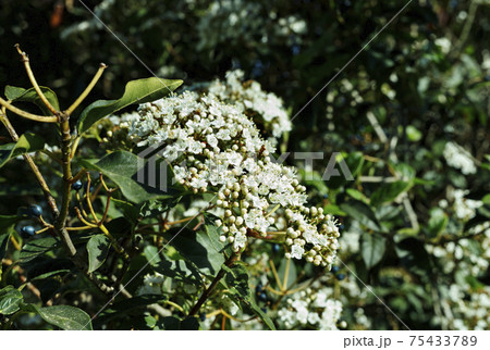 Flowers of viburnum close up 75433789