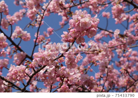 河津桜満開 河津桜満開 75433790