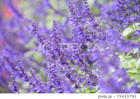 アメジストセージの花 アメジストセージの花 75433791