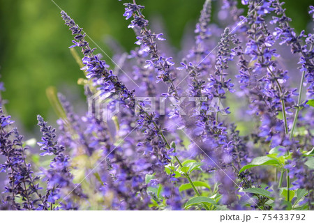 アメジストセージの花 75433792