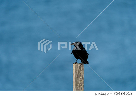 角島牧崎風の公園 杭にとまるカラス 角島牧崎風の公園 杭にとまるカラス 75434018