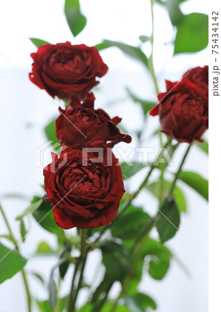 赤いバラ 75434142