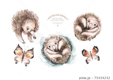 Echidna watercolor Australian animal. Isolated illustration on white background. illustration for kids, Nursery art. Echidna watercolor Australian animal. Isolated illustration on white background. illustration for kids, Nursery art. 75434232