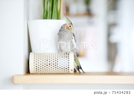オカメインコ 75434283