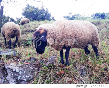 動物 動物学 草 75434436