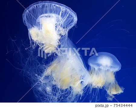水母 メドゥーサ メデューサ 75434444