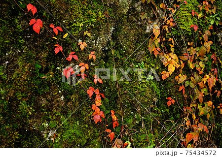 苔と赤い葉が織りなすコントラストの写真素材
