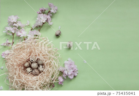 Cherry blossom branches, pink flowers, bird nest with quail eggs on light green textured background, spring holidays festive eco-friendly concept, flaylay, copy space for text 75435041