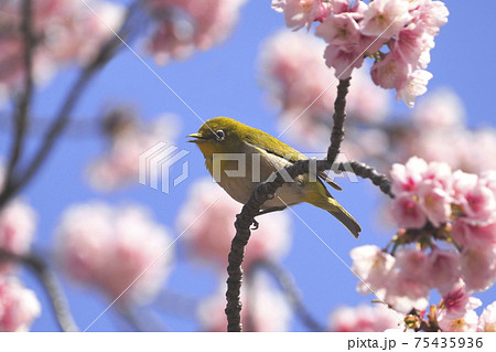 満開の桜とかわいい声でさえずるメジロ の写真素材