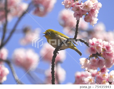 満開の桜とかわいい声でさえずるメジロ 　 75435943