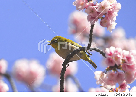 満開の桜とかわいい声でさえずるメジロ 　 75435946