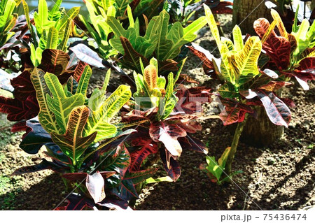 観葉植物クロトン カラフルな葉 グリーン 観葉植物クロトン カラフルな葉 グリーン 75436474