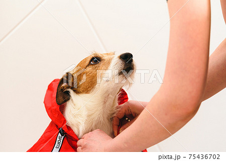 Responsible pet owner dressing his dog in water resisting raincoat before going out for walk 75436702