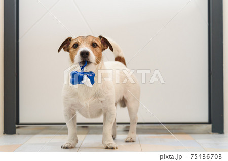 Dog in front of white door holding bag dispenser for dog poop to remind owner to take it to walk Dog in front of white door holding bag dispenser for dog poop to remind owner to take it to walk 75436703