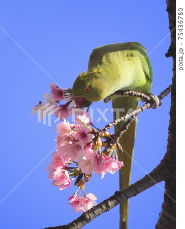 桜の花を食べる野生のワカケホンセイインコのオス 桜の花を食べる野生のワカケホンセイインコのオス 75436780