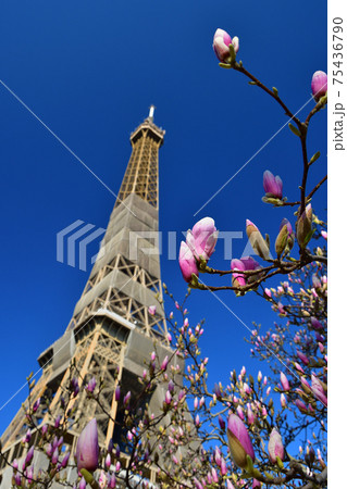 フランス・パリ、モクレンの花とエッフェル塔、2021年3月撮影 フランス・パリ、モクレンの花とエッフェル塔、2021年3月撮影 75436790