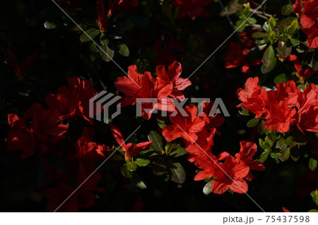 ツツジ(赤) ツツジ(赤) 75437598