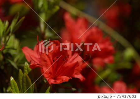 ツツジ 赤 の写真素材