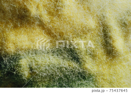 yellow mold background, macro view 75437645