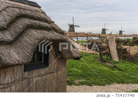 Thatched Roof of Traditional old Hut in Scenic Kinderdijk area of ponds, fields and windmills Thatched Roof of Traditional old Hut in Scenic Kinderdijk area of ponds, fields and windmills 75437740