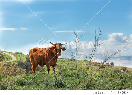big bull in northern meadows 75438008