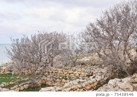 ruins of the ancient Greek city of Chersonesos on the seashore, overgrown with trees ruins of the ancient Greek city of Chersonesos on the seashore, overgrown with trees 75438546