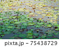 Lotus water lily round leaves float in tropical natural pond, river or lake of Thailand 75438729