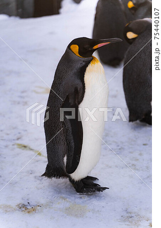 ペンギン散歩 75440107