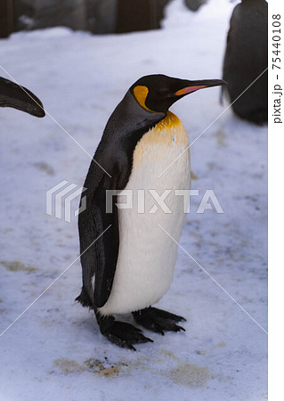 ペンギン散歩 75440108