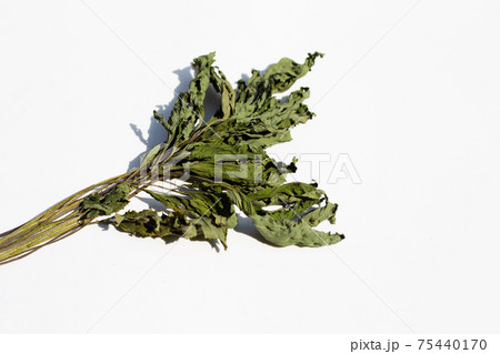 Dried mugwort leaves on white. Dried mugwort leaves on white. 75440170