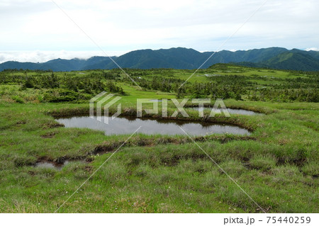 上信越　苗場山の残雪の初夏の風景　新緑が溢れる 75440259