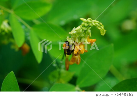 イタチササゲの蜜を吸うトラマルハナバチ 75440265