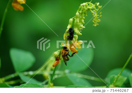 イタチササゲの蜜を吸うトラマルハナバチ 75440267