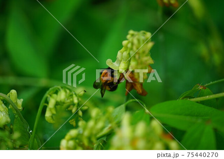 イタチササゲの蜜を吸うトラマルハナバチ 75440270