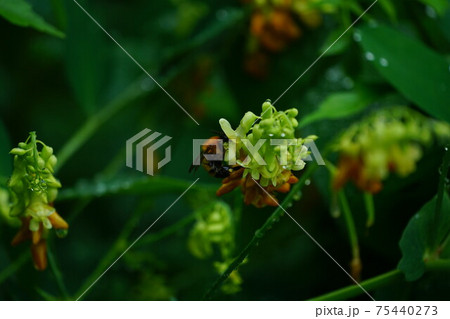 イタチササゲの蜜を吸うトラマルハナバチ 75440273