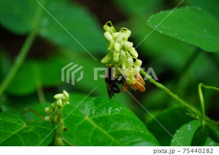 イタチササゲの蜜を吸うトラマルハナバチ 75440282