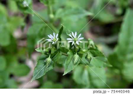 ウシハコベの花 ハコベ ウシハコベの花 ハコベ 75440346