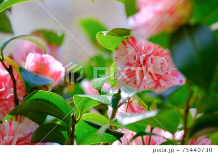 椿満開 75440730