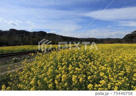 房総半島の石神菜の花畑 房総半島の石神菜の花畑 75440756