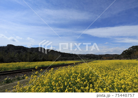 房総半島の石神菜の花畑 75440757