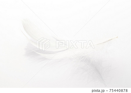 Feather macro. Multicoloured pastel angel feather closeup texture on white background in macro photography, soft focus. Abstract. Coral pink color trends and vintage. Feather macro. Multicoloured pastel angel feather closeup texture on white background in macro photography, soft focus. Abstract. Coral pink color trends and vintage. 75440878