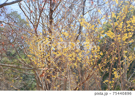 マンサクの花 マンサクの花 75440896