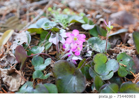 オオミスミソウの花 オオミスミソウの花 75440903