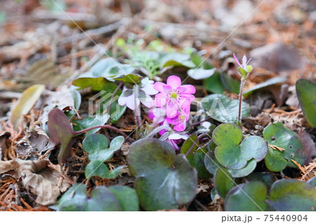 オオミスミソウの花 オオミスミソウの花 75440904