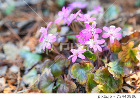 オオミスミソウの花 オオミスミソウの花 75440986