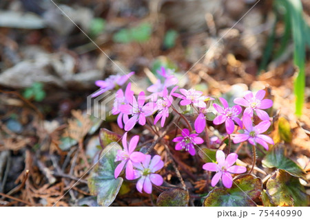オオミスミソウの花 オオミスミソウの花 75440990
